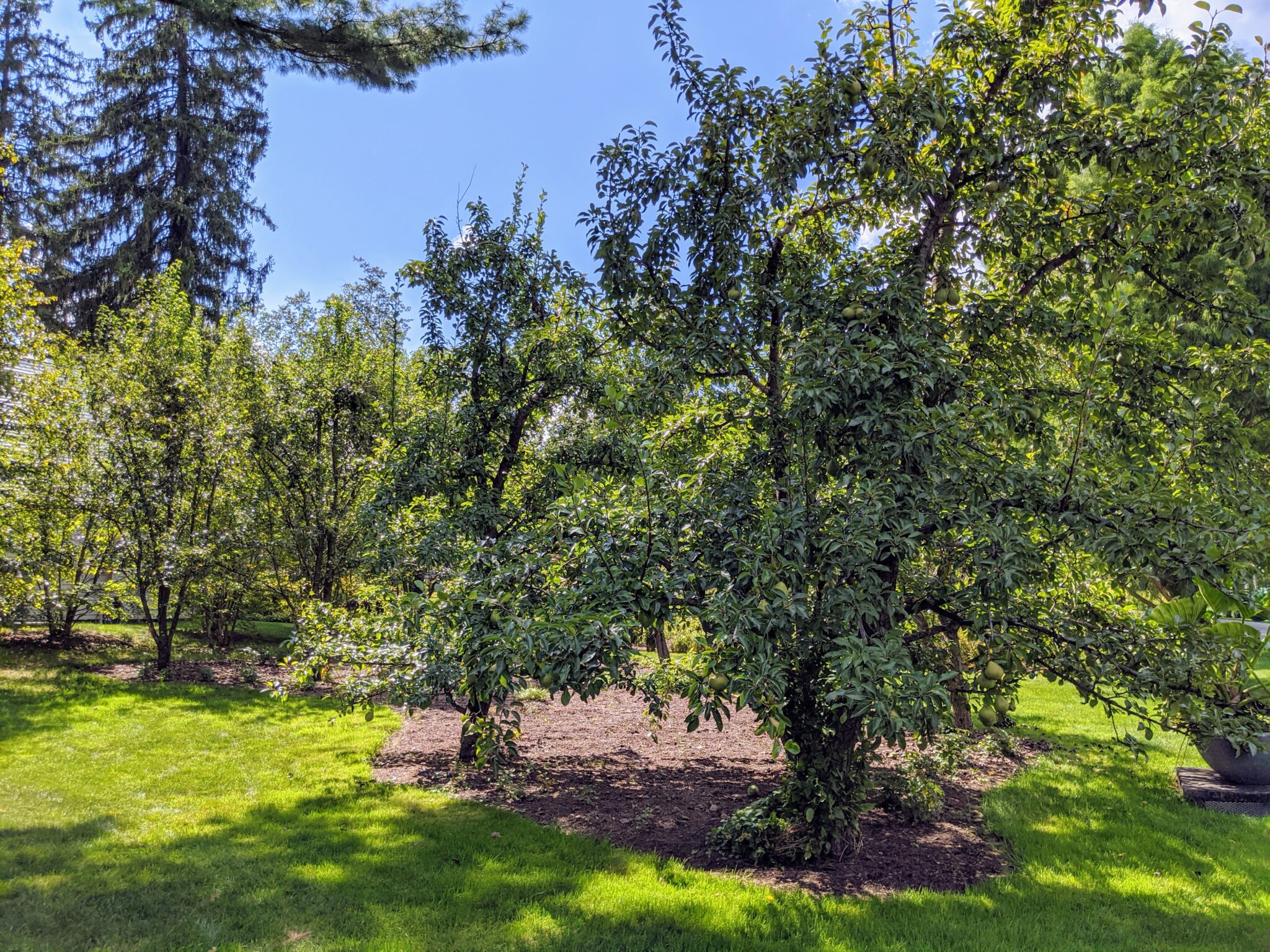 Lush Trees Around the Farm - The Martha Stewart Blog