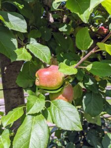 There are some very good looking fruits developing. These attractive apples were first introduced to western North America in the early 19th century with the Russian fur traders that settled in California’s Sonoma Valley.