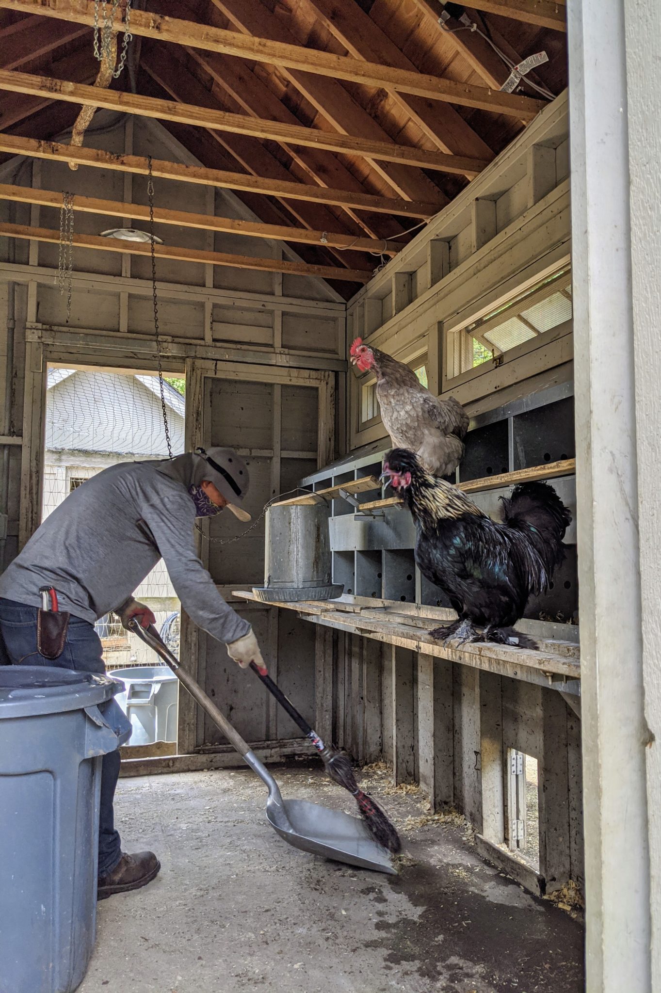 Cleaning the Chicken Coops and their New Feed from Family Fresh