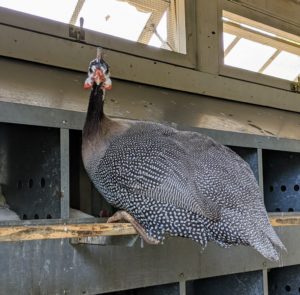 This is one of my Guinea hens about to enter one of the laying boxes.