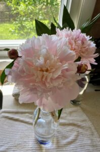 Here was the best peony grown during the 2020 season. This variety is called “Eden’s Perfume” and is known for its large size, sweet smell, and vase longevity. I purchase all of my peonies as bare roots from wholesaler Devroomen Garden Company in Illinois. Every fall they release a catalog that contains hundreds of different peony varieties.
