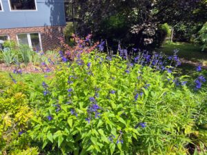 Facing the other way of the previous picture, is my beautiful clumping of 'Dark Blue' salvia, Salvia guaranitica. Salvia is a perennial and this variety attracts many hummingbirds.