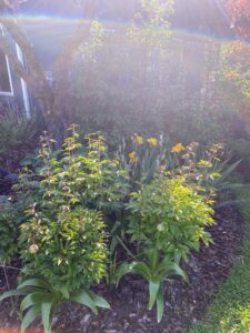 A few weeks after the forsythia and cherry trees, the peonies, allium, and double bearded iris start to come to life. This is the first bed as you pull up the driveway.