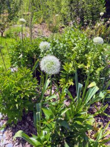 Here is another one of my favorite flowers, and a relatively early bloomer, Allium. Alliums are members of the onion family and come in a few different colors and sizes. They always catch the eye and are great to have in the gardens.