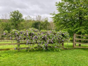 This is further down in the northeast backyard - a beautiful wisteria!