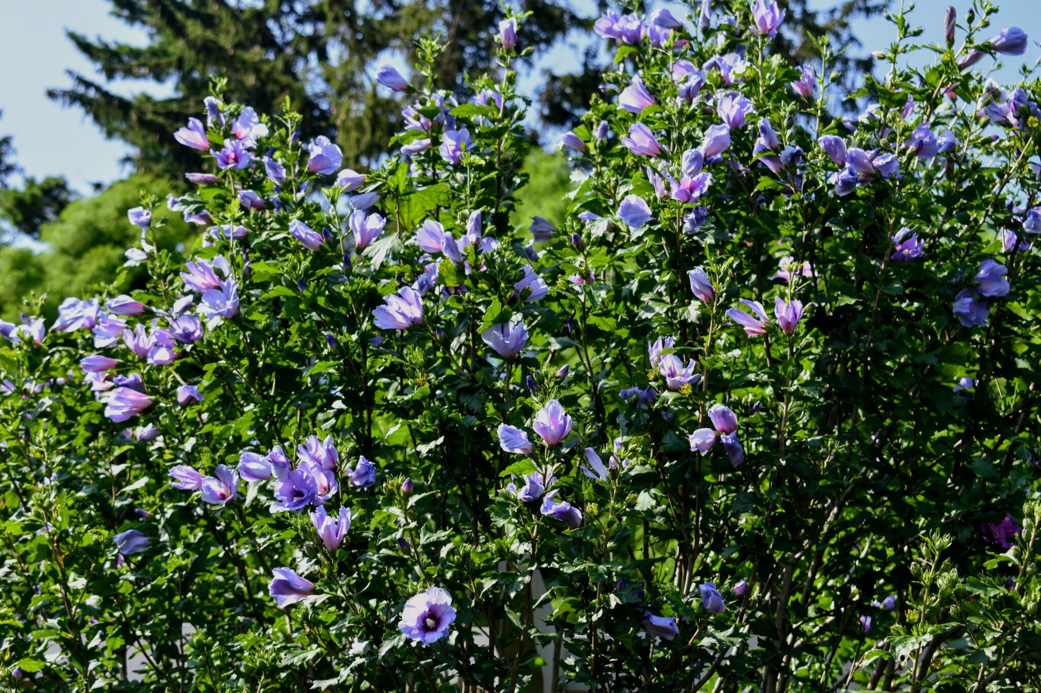 Removing Rose of Sharon The Martha Stewart Blog
