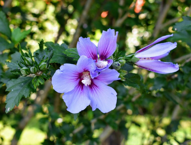 Removing Rose of Sharon The Martha Stewart Blog