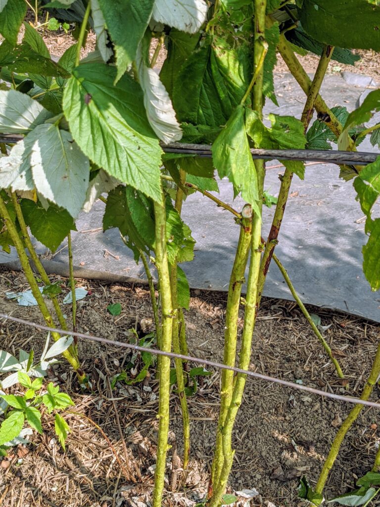 Caring for the Raspberry Bushes - The Martha Stewart Blog