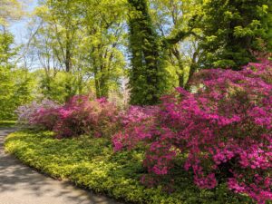 This photo was taken last spring. Azaleas are generally healthy, easy to grow plants. Some azaleas bloom as early as March, but most bloom in April and May with blossoms lasting several weeks.