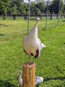 Once it is secure, one of the peahens comes right over to give it a try - I think she likes it. Peafowl are very smart, docile and adaptable birds. They are also quite clever and will come close to all who visit – hoping to get a treat or two.