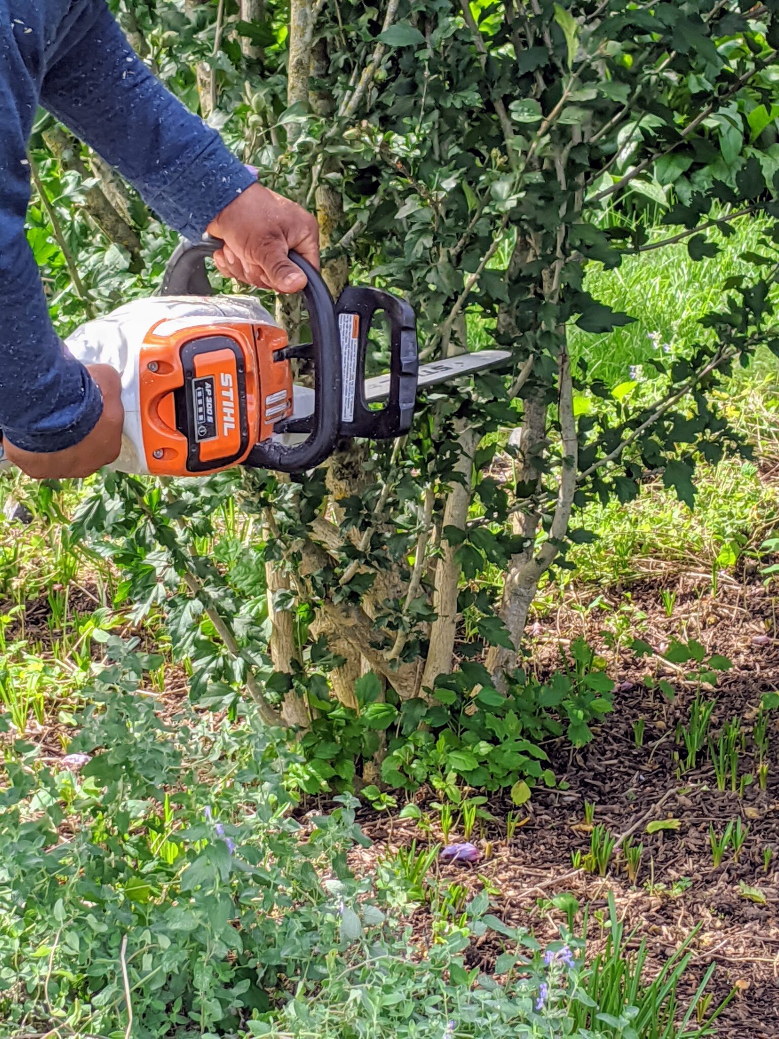 Removing Rose of Sharon - The Martha Stewart Blog