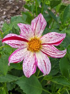 When deciding where to plant dahlias, look for an area that is in full sun to part shade. This eight-petal dahlia is white, speckled and striped with dark pink, and with a yellow center.