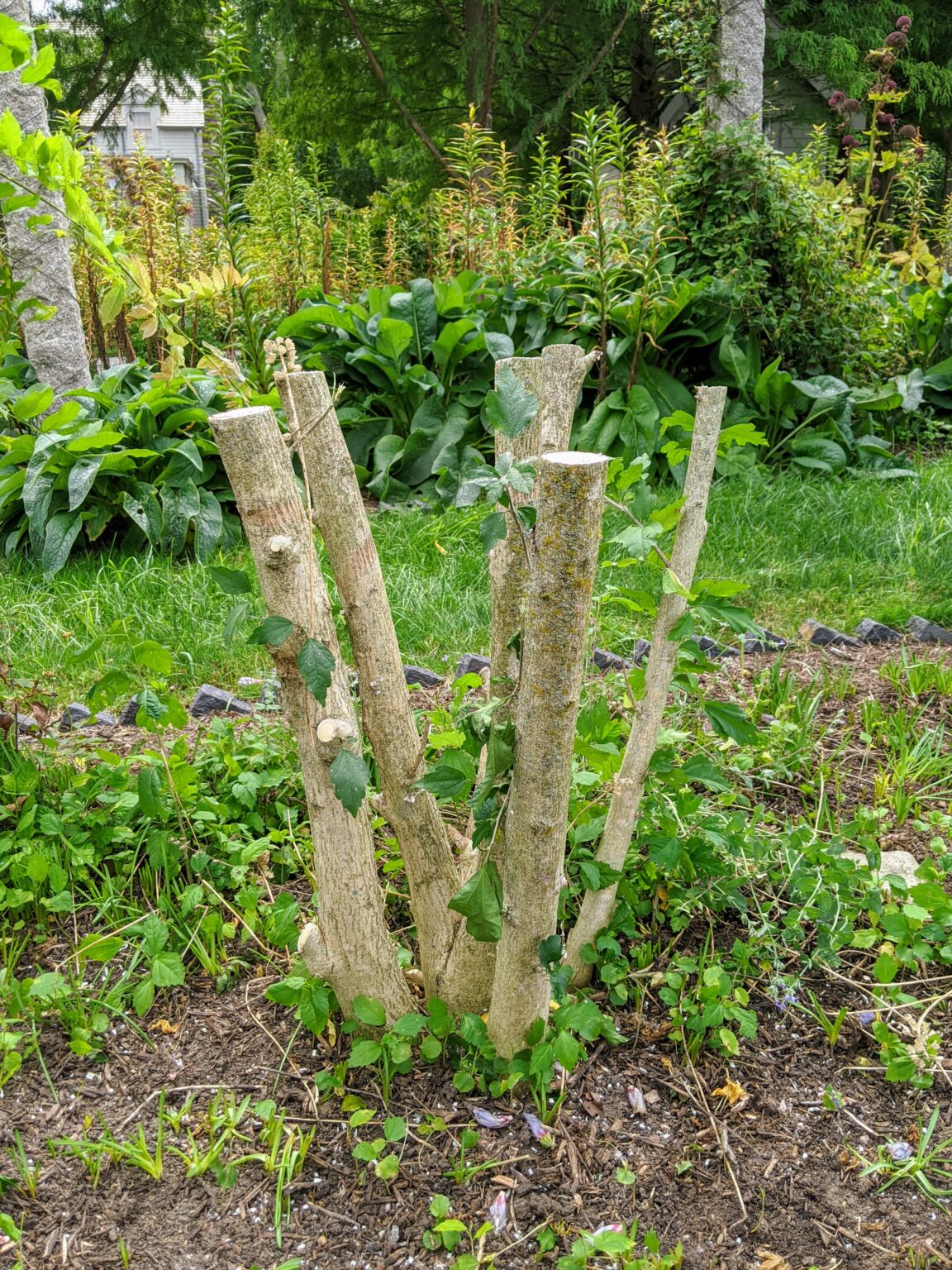 The Martha Stewart Blog : Blog Archive Removing Rose of Sharon - The ...