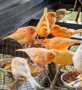 Here's a look at the frenzy of hungry canaries gathering at the bowls - some down below and others one level up. A canary’s metabolism is very fast, so it’s important to be observant of their eating needs and habits.