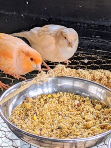 We also add California Premium Spray Millet®. Birds love these, and they provide a healthy, nutritious, pleasantly sweet-smelling treat.