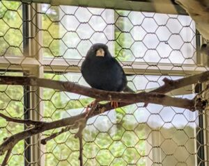 Here is the male Combassou finch. All my birds love to perch. I always use natural wooden branches that can provide many different perching levels. We change these perches regularly. These branches always come from here at the farm – repurposed after being cut.