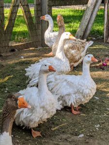 The Sebastopol goose is also referred to as a Danubian goose. The name ‘Danubian’ was first used for the breed in 1863 Ireland. Sebastopols are considered medium-sized birds. They are also very affectionate and kind-hearted with others in their group, or gaggle.