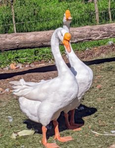The Chinese goose is a very hardy and low-maintenance breed. Because they can actively graze and forage for food, they are often nicknamed “weeder geese.” Chinese geese can withstand cold temperatures easily, and their egg-laying capabilities are unsurpassed, laying up to 100 eggs in a single season.