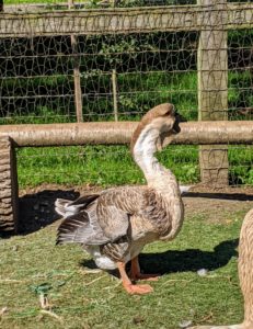 Here is one of my pair of African geese – a breed that has a heavy body, thick neck, stout bill, and jaunty posture which give the impression of strength and vitality. The African is a relative of the Chinese goose, both having descended from the wild swan goose native to Asia.