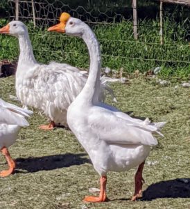 These Chinese geese are quite social and are already mingling with the others.