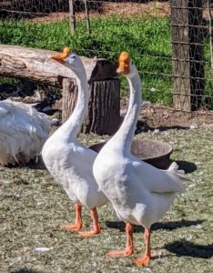 White Chinese geese also have white feathering with an orange bill, orange legs, and bright blue eyes. These two seem to be fitting in quite nicely.