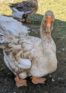 This breed was named after the city of Toulouse, France. These geese are varying shades of grayish tan and have a massive appearance. Fall weights average 18 to 20 pounds for males and 12 to 13 pounds for females.