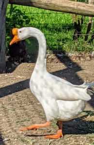 The breed was admitted into the American Poultry Association in 1874. By 1876, three Chinese geese were exhibited as “Chinese swans” at the Agricultural Show during the Centennial International Exhibition in Philadelphia, the first official World’s Fair in the United States.