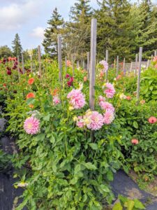 So many of the dahlias are just bursting with color right now. Dahlias belong to the Asteraceae family along with daisies and sunflowers. They are generally most hardy in USDA zones 7 through 11.