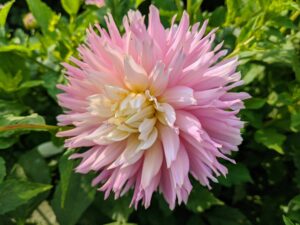 Dahlias originated as wildflowers in the high mountain regions of Mexico and Guatemala – that’s why they naturally work well and bloom happily in cooler temperatures. This is Dahlia ‘Miss Teagan’. It is pink with inner cream white tones and is an excellent garden and cut flower variety.