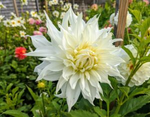 The majority of dahlia species do not produce scented flowers or cultivars, but they are brightly colored to attract pollinating insects. Dahlias come in a rainbow of colors and even range in size, from the giant 10-inch “dinnerplate” blooms to the two-inch lollipop-style pompons. Most varieties grow four to five feet tall.