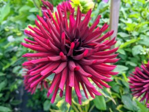 Dahlias are colorful spiky flowers which generally bloom from midsummer to first frost, when many other plants are past their best.