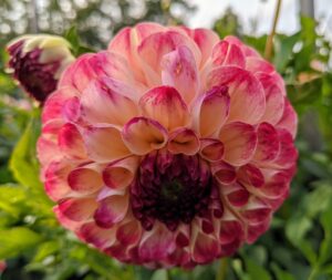 This is Dahlia ‘Kaiser Wilhelm’, first introduced in 1892. Its three-inch flowers have neatly curled petals of soft custard-yellow brushed with burgundy, and a green button eye just like that of an old rose – so pretty.