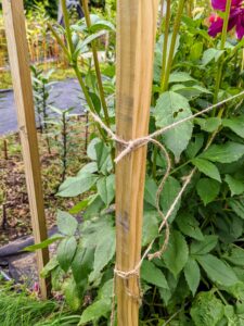 Using jute twine, which we use for most of our garden projects at Skylands and at my Bedford farm, my gardener, Wendy Norling, ties the twine around the first post of each row.