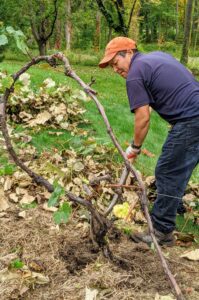 Behind my vegetable greenhouse, Phurba is clearing the old, unproductive grape vines. The beds will be amended and prepared for a new crop of grapes.