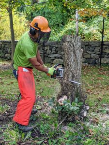 Here, Pasang is in the process of cutting down a diseased tree. It is so important for the crew to wear the proper safety equipment whenever they use sharp equipment. Pasang is wearing apron chaps, and a hard hat with a face shield and ear protectors.