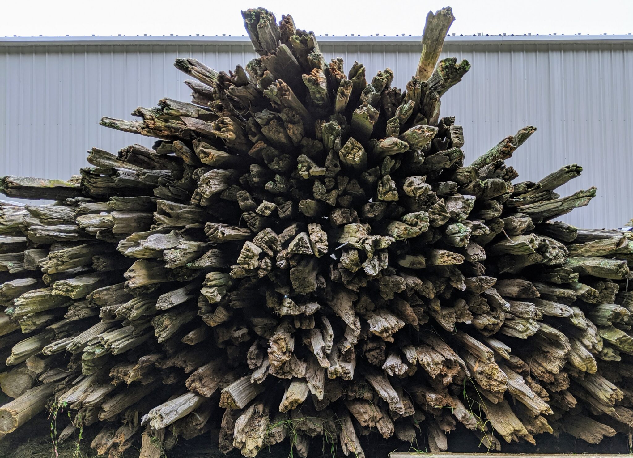 Clearing the Woods for the Tub Grinder The Martha Stewart Blog