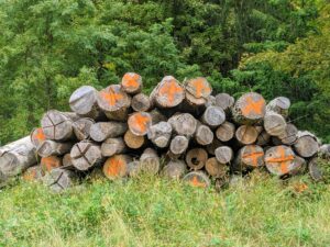 These logs marked with an "x" will be put through a portable sawmill and made into usable lumber boards. Modern sawmills use a motorized saw to cut logs lengthwise to various sizes.