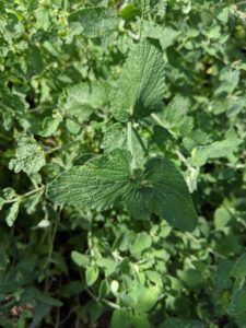 Catnip has jagged, heart-shaped leaves and thick stems that are both covered in fuzzy hairs. Catnip flowers bloom in large clusters at the tops of the plants.