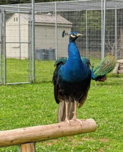 So does this handsome "blue boy" peacock. He is watching from his spot atop one of several perches already in the yard. This male has started to lose his tail feathers. Males lose their long tail feathers after the breeding season and then grow them back the following year. Mating season runs from February to August.
