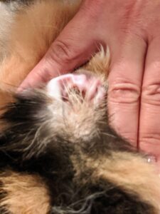 We also use them to carefully clean around the outside of the ear canal - never inside. Since this is done regularly, there is little dirt, but it is also good practice, so the cats are comfortable being handled.