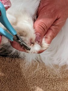Enma checks to see if any of Peony’s nails need trimming. When trimming, be sure to only trim off the tip. When nails are white, it is easier to see what part can be safely cut off.