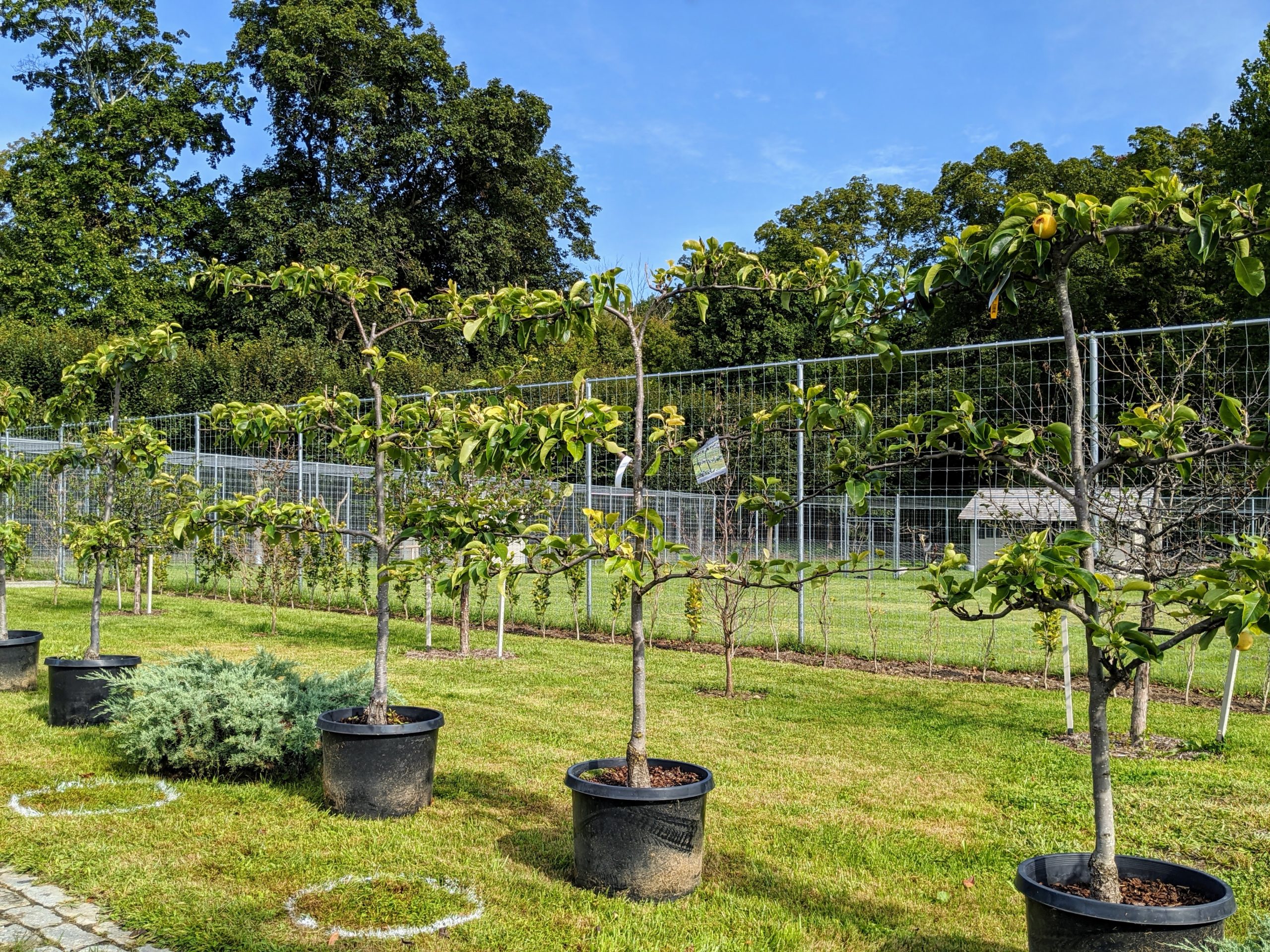 Planting an Espalier of Asian Pear Trees - The Martha Stewart Blog