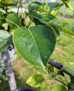 I have six 'Shinseiki' and four 'Nijisseiki' pear trees. 'Shinseiki' Asian pear means "new century" and was developed from two of the best Asian pears of the 1940s. The 'Shinseiki' Asian pear is round, medium to large, yellow smooth-skinned fruit with little or no russet. It has crisp, creamy white flesh, and a mild, sweet flavor. The 'Nijisseiki' pear, or the 20th Century Asian pear as it is often called, is incredibly delicious, easy to grow, and smells just like a pear, but, like an apple, the outside of the fruit is crisp, firm and round.