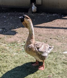 The mature African goose has a large knob attached to its forehead, which requires several years to develop. A smooth, crescent-shaped dewlap hangs from its lower jaw and upper neck. The dewlap may become ragged in shape as the bird ages. Its body is nearly as wide as it is long.