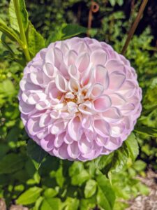 Dahlias are classified according to flower shape and petal arrangement. The plants are borne from tubers. Here in New York, by the end of August, the flowers start to burst open with such beautiful blooms just as others have sadly past their prime.