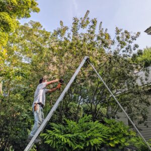 Meanwhile, Pasang works on pruning the smoke bush, Cotinus. For smaller branches, Pasang uses his trusted Okastune pruners. Cotinus requires little or no pruning which makes it easy to grow. A light pruning can be done if needed just to remove diseased, spindly or crossing branches.