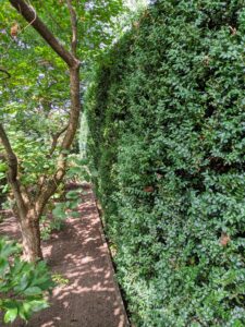 Surrounding the sunken garden on three sides is a tall American boxwood hedge. I love how it encloses the space. And because the Summer House faces a rather busy intersection, the wall of boxwood also provides a good deal of privacy.