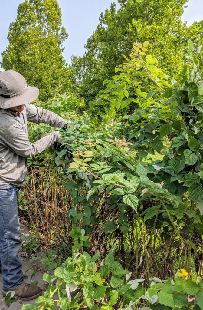 Caring for the Raspberry Bushes - The Martha Stewart Blog