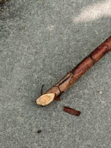 Here is an old cane that already produced berries. It is brown in color.