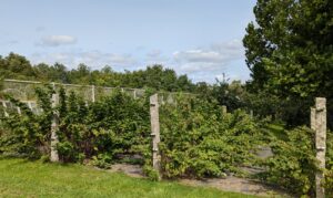The upright posts are made of granite and they have heavy gauge copper wire laced through them to support the berry bushes.